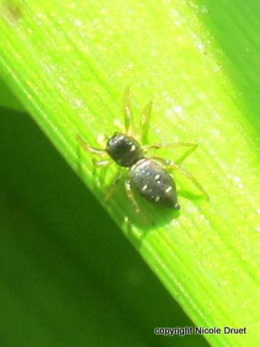Heliophanus cupreus