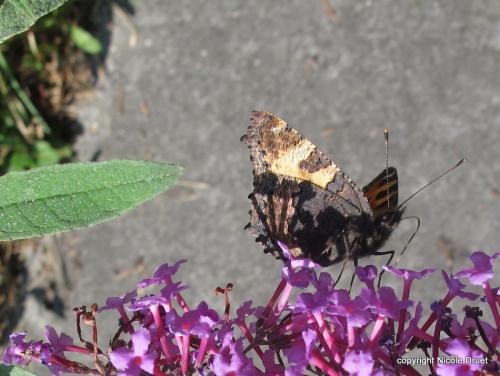 Aglais urticae