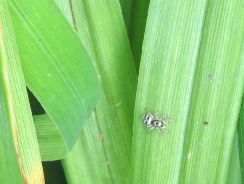 Salticus scenicus
