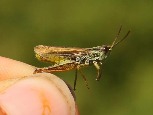 Chorthippus apricarius apricarius