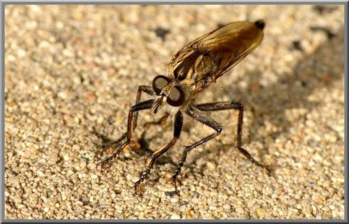 Asilinae