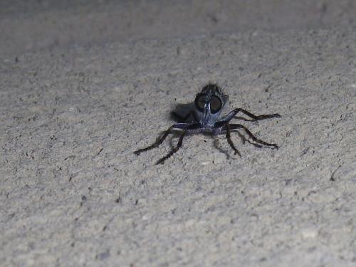 Machimus sp.