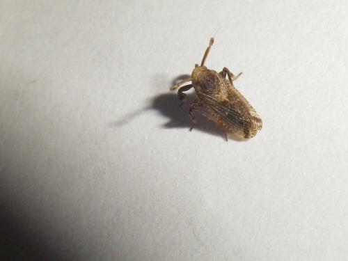 Réf. 107 178 : Asiraca clavicornis