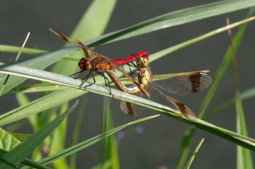 Réf. 107 340 : Sympetrum pedemontanum