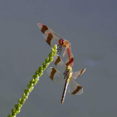 Réf. 107 341 : Sympetrum pedemontanum