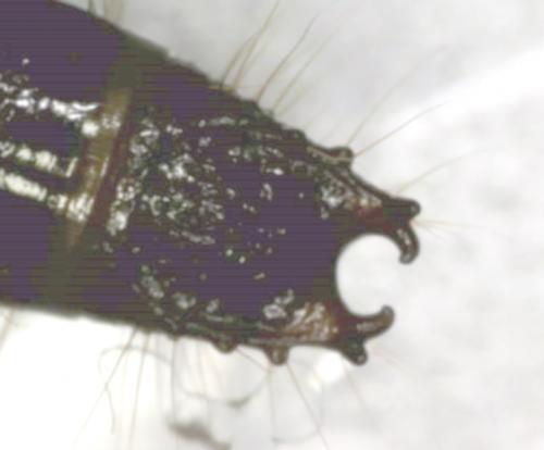 Stenagostus rhombeus