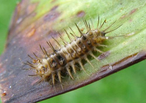 Chilocorus nigritus