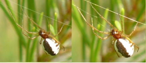 Réf. 107 398 : Frontinellina frutetorum