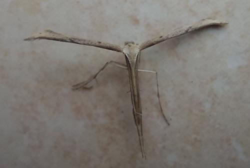 Réf. 107 388 : Emmelina sp.
