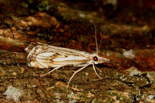 Réf. 107 642 : Catoptria falsella