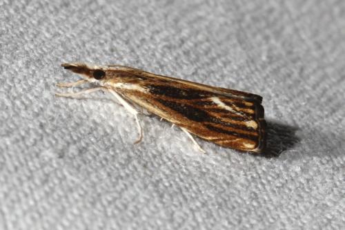 Catoptria verellus