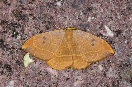 Réf. 107 163 : Watsonalla binaria