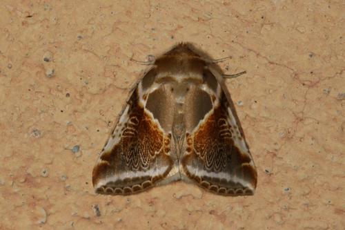 Réf. 107 387 : Habrosyne pyritoides