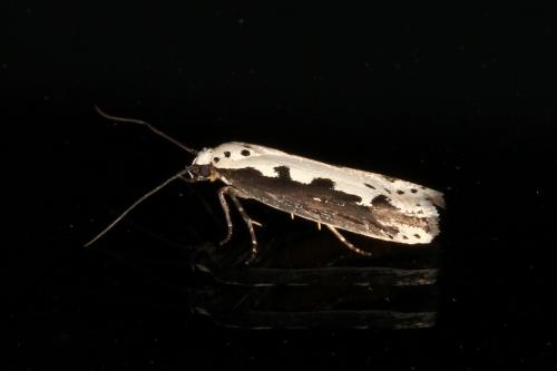 Réf. 107 266 : Ethmia bipunctella