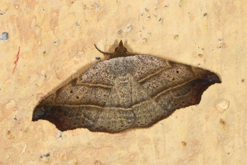 Réf. 107 165 : Laspeyria flexula