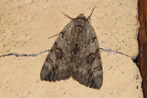 Réf. 107 804 : Catocala electa