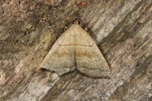 Herminia tarsicrinalis