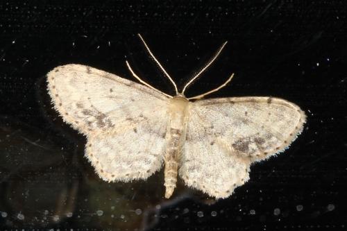 Réf. 107 224 : Idaea dimidiata