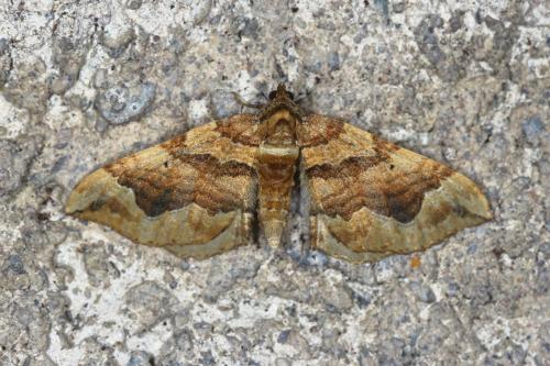 Réf. 107 955 : Pelurga comitata