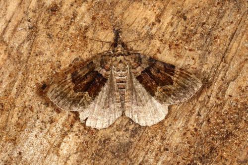 Réf. 107 703 : Xanthorhoe quadrifasiata
