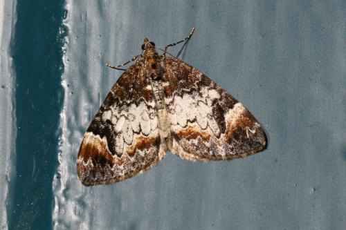 Dysstroma sp.