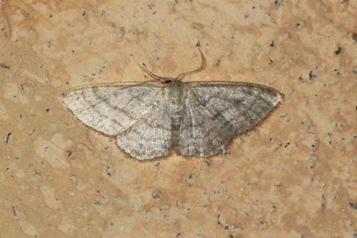 Réf. 107 695 : Idaea subsericeata