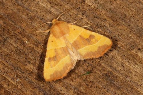 Réf. 107 454 : Atethmia centrago