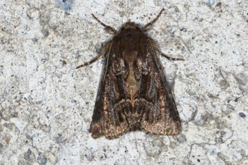 Réf. 107 649 : Thalpophila matura