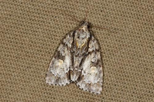 Acronicta strigosa