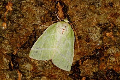 Réf. 107 027 : Pseudoips prasinana