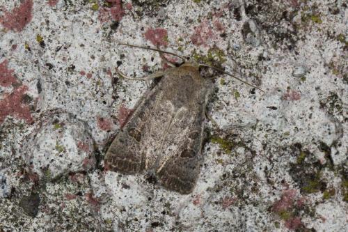 Hoplodrina ambigua