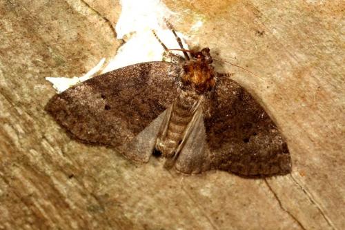 Réf. 107 455 : Ochropacha duplaris