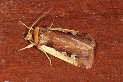 Réf. 107 551 : Ochropleura plecta