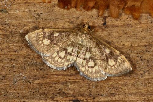 Réf. 107 408 : Anania stachydalis