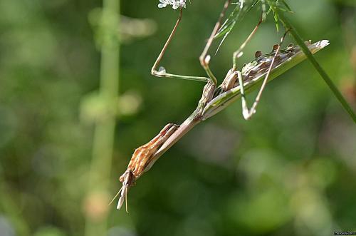 Réf. 107 754 : Empusa pennata