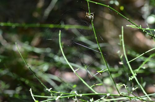 Metellina sp.