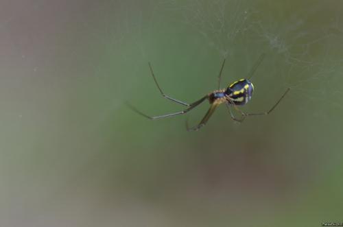 Réf. 107 932 : Neriene radiata