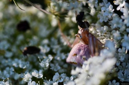 Thomisus onustus
