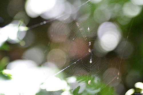 Cyclosa sp.