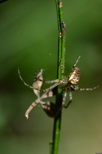 Metellina sp.