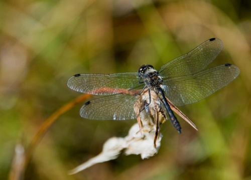 Réf. 107 343 : Sympetrum danae