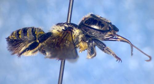 Réf. 107 645 : Megachile apicalis