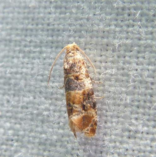 Lobesia reliquana