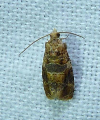 Réf. 107 612 : Lobesia reliquana
