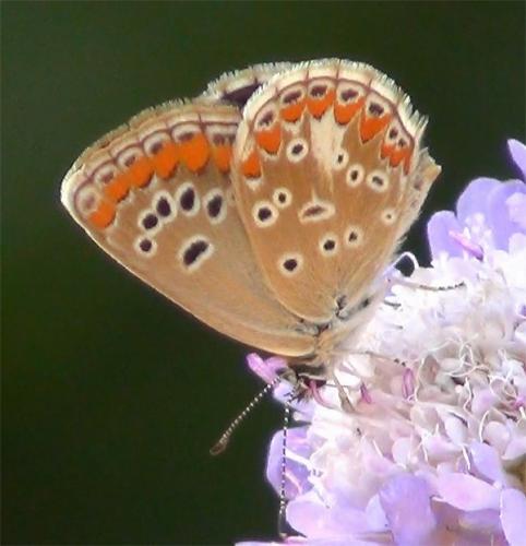 Réf. 107 167 : Aricia agestis