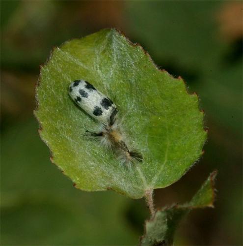 Réf. 107 995 : Campopleginae inconnu