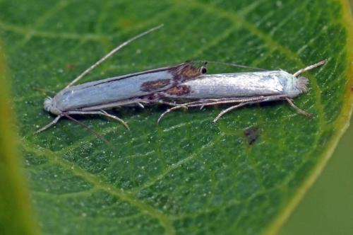 Lyonetia clerkella