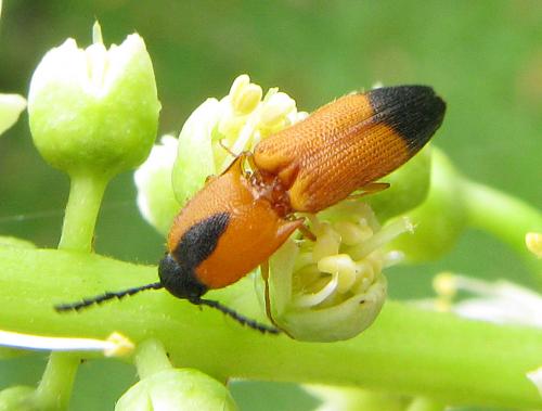 Melanoxanthus melanocephalus