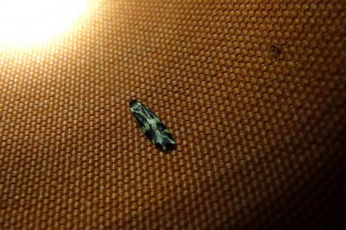 Oegoconia sp.