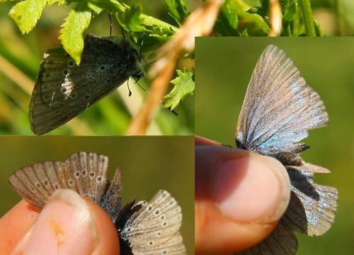 Polyommatus amandus